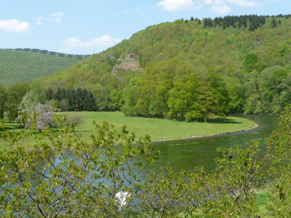 Vue sur la forêt